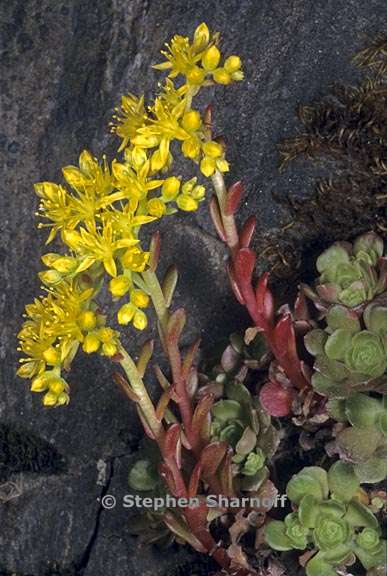 sedum spathulifolium 1 graphic